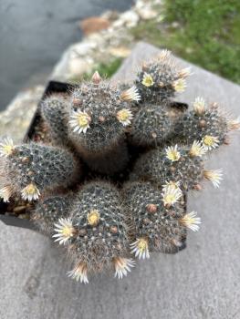 Mammillaria pubicspina